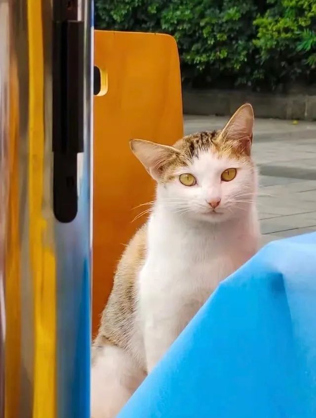 看到铲屎官终于回家，立即安心地睡着了|冷段子1986