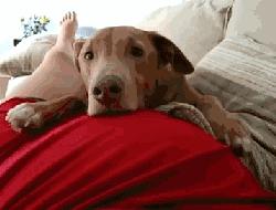 记录小狗狗的胎动瞬间,狗狗感受到了主人肚子里的胎动