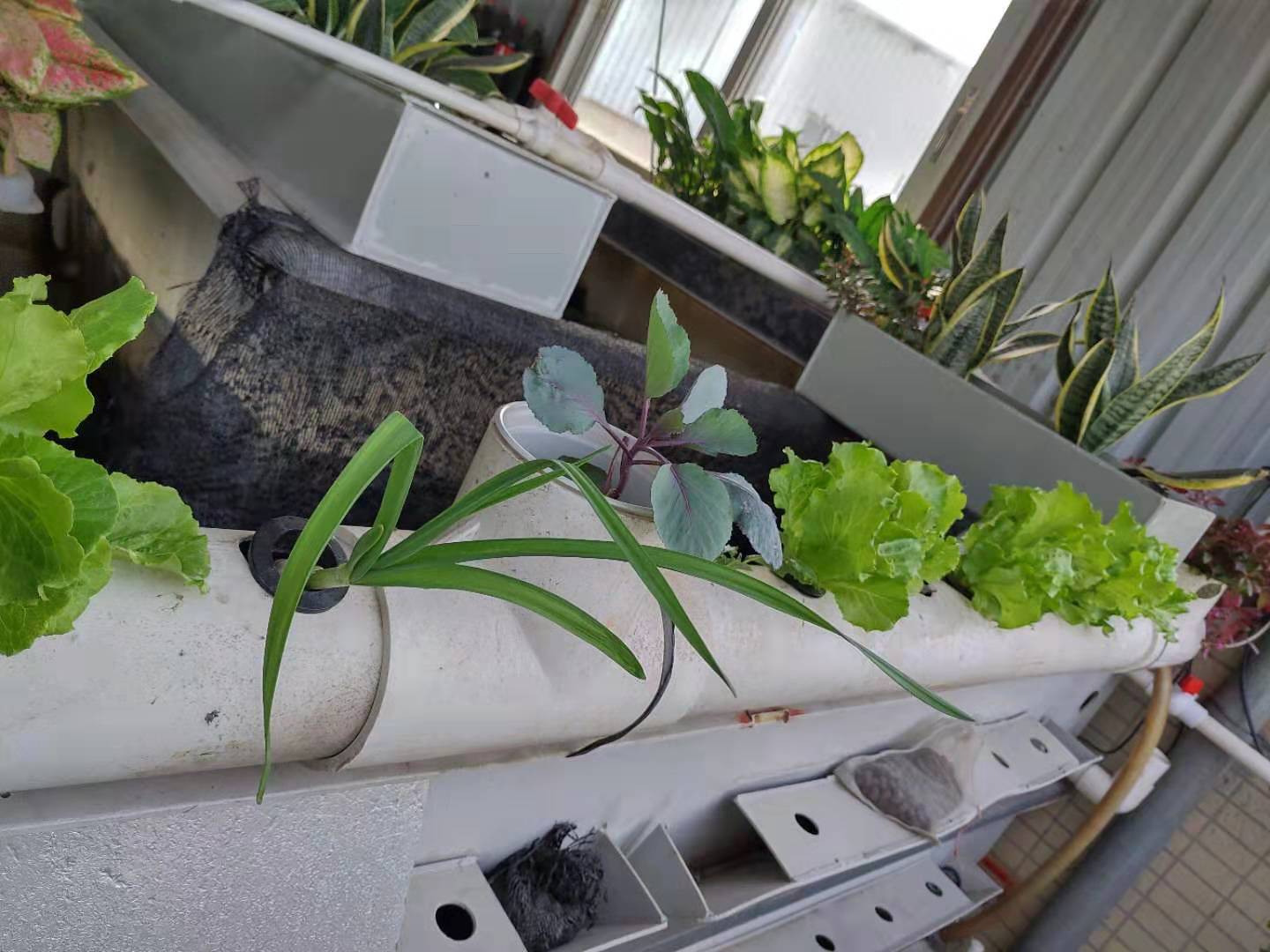 龟菜共生系统,龟菜共生图纸