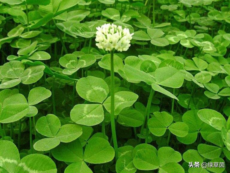 白三叶和红三叶草的区别,白三叶草坪种子