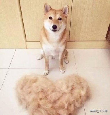 围巾掉毛很严重怎么办,毛绒围巾掉毛的处理方法