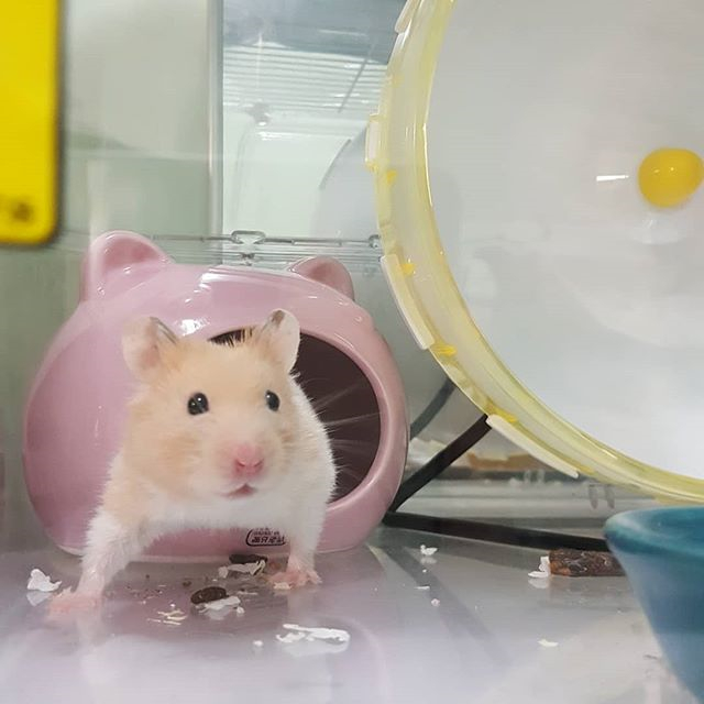 宠物仓鼠想喝水有什么表现,仓鼠的生活习性和吃食