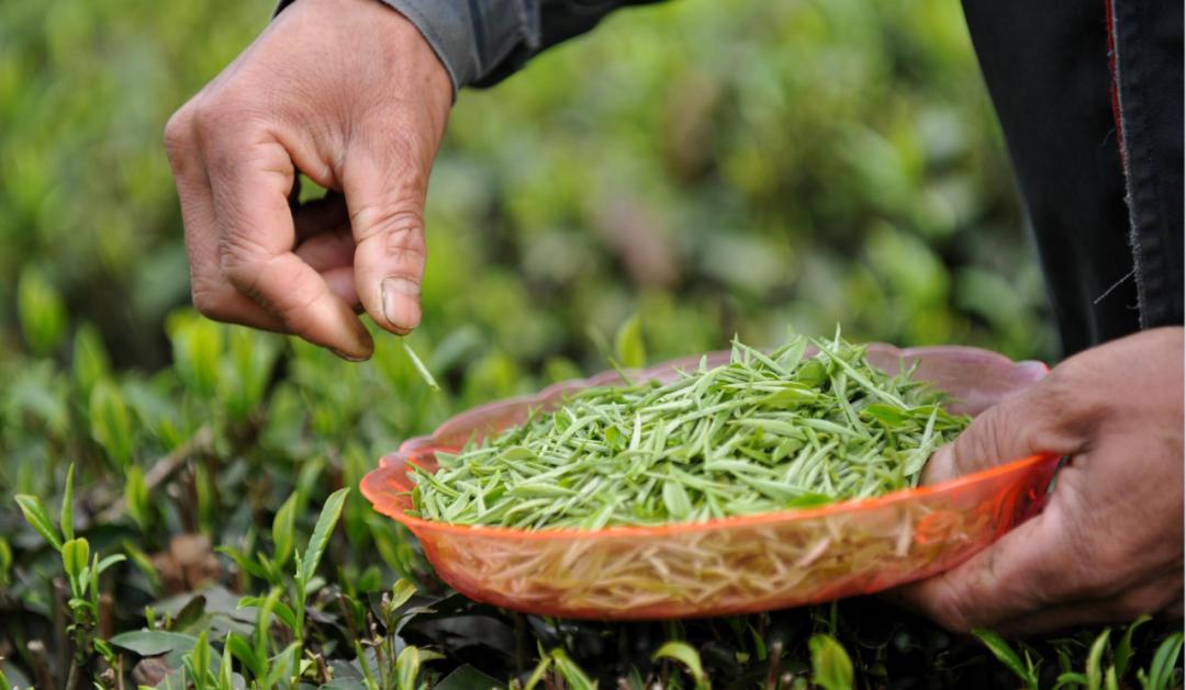 楂樺北鑼跺彾鍔╁姏鑴辫传瑙嗛,楂樺北鑼跺彾鍔╁姏鑴辫传