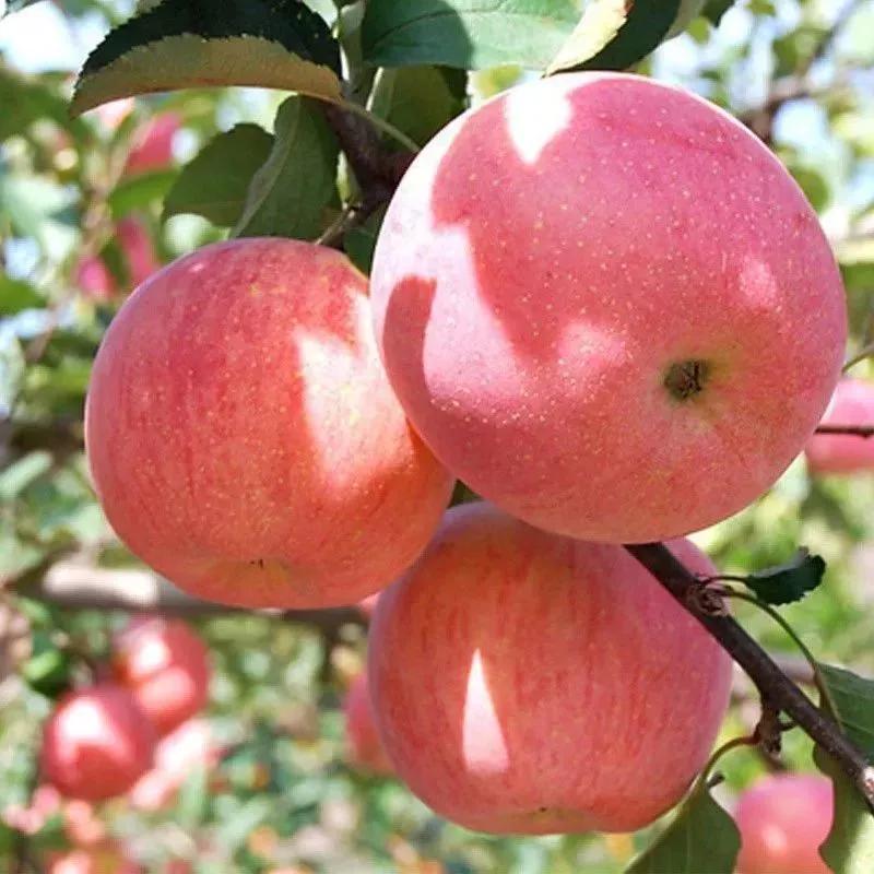 瀹朵埂娓歌,瀹朵埂閭唽