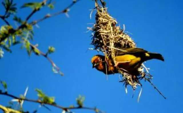 为什么许多鸟窝都不防雨,为什么鸟类不会到屋檐下躲雨