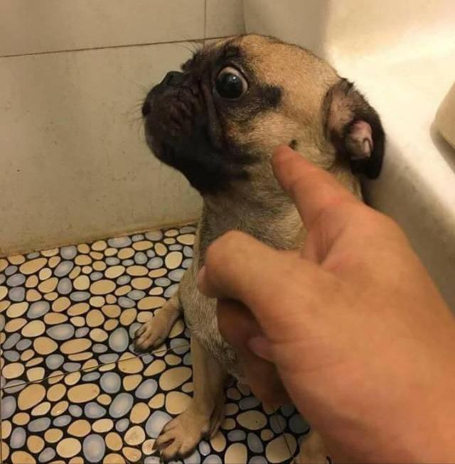 狗狗犯错了怎么正确的教训,狗狗犯错后如何正确告诉它犯错了