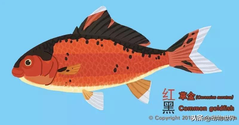 草金金鱼怎么养,草金咬金鱼