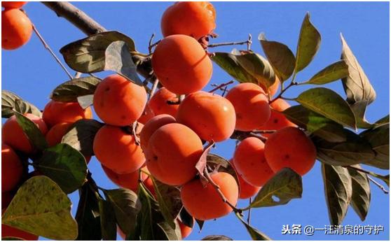 孕期吃这些宝宝颜值高,孕妇吃这些容易生出漂亮宝宝