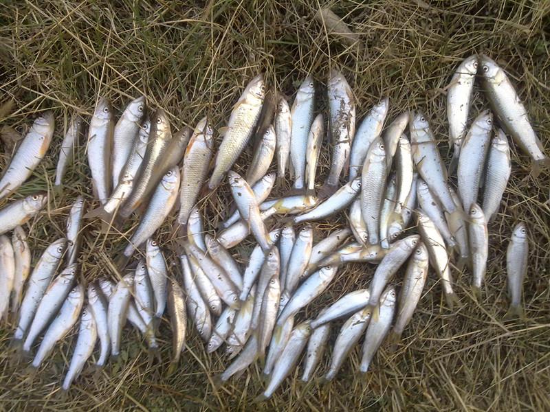 钓麦穗鱼的另类钓法,钓鲫鱼怎么规避麦穗鱼