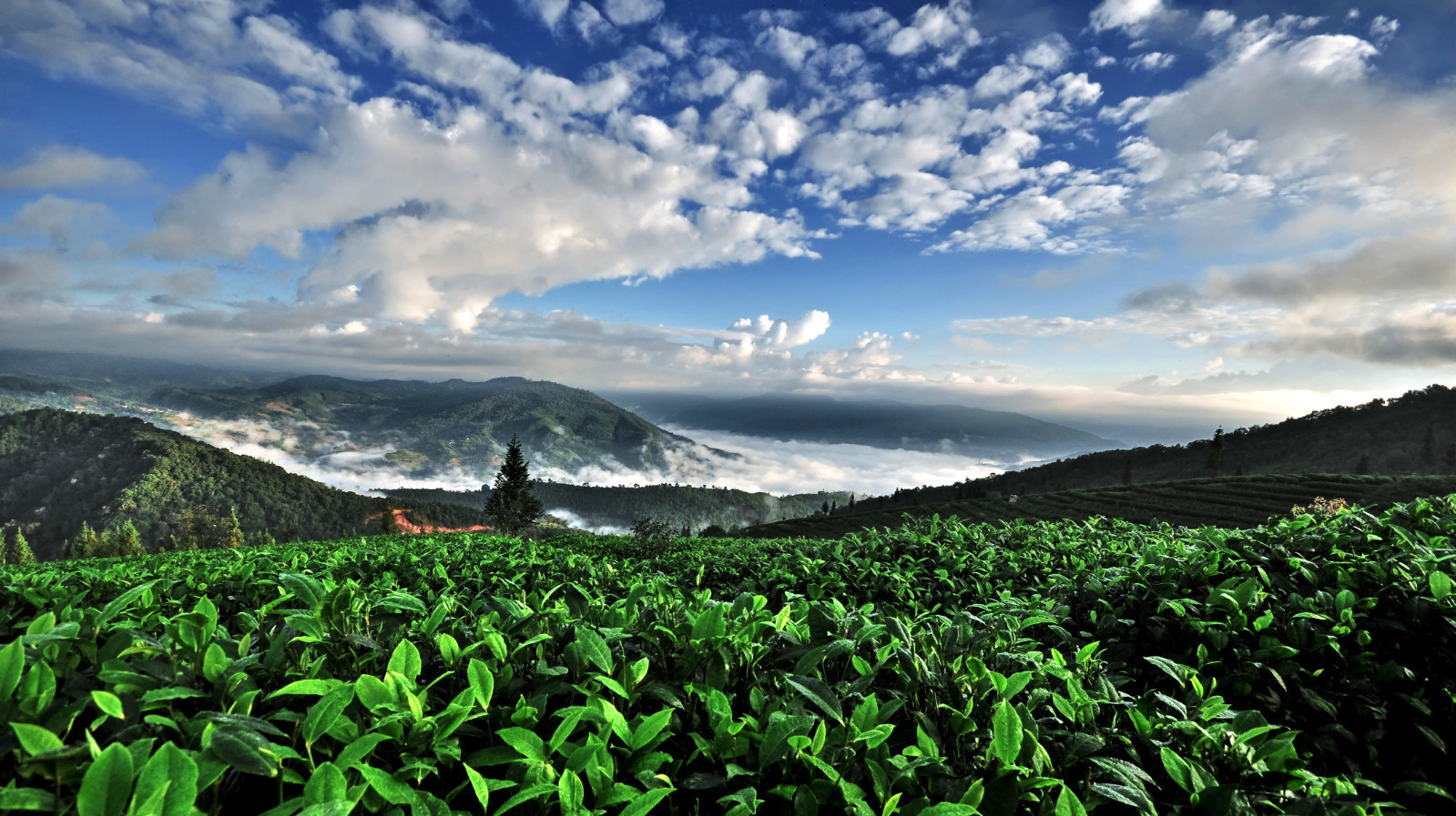 普洱市茶叶和咖啡产业中心,云南普洱咖啡产区