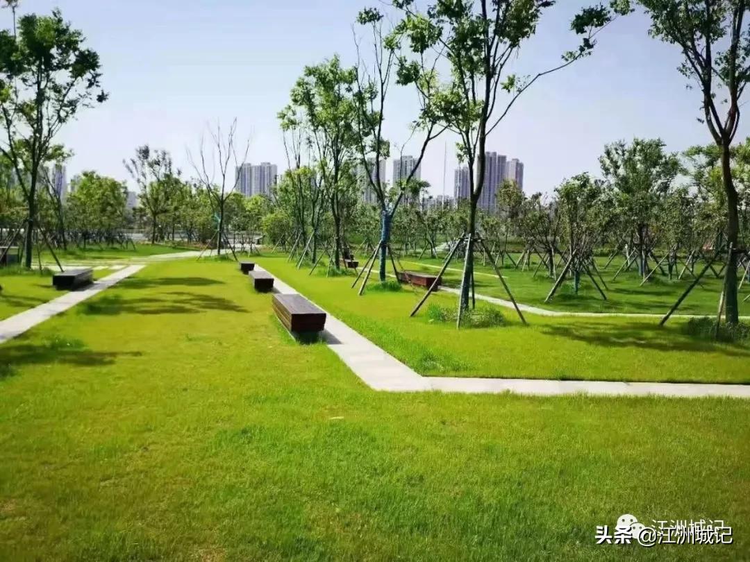 芳草萋萋汉水边,杨泗港大桥江滩公园网红打卡地