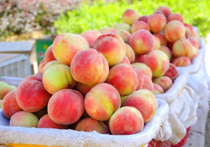 古田水蜜桃原产地每日凌晨采摘,古田水蜜桃的季节