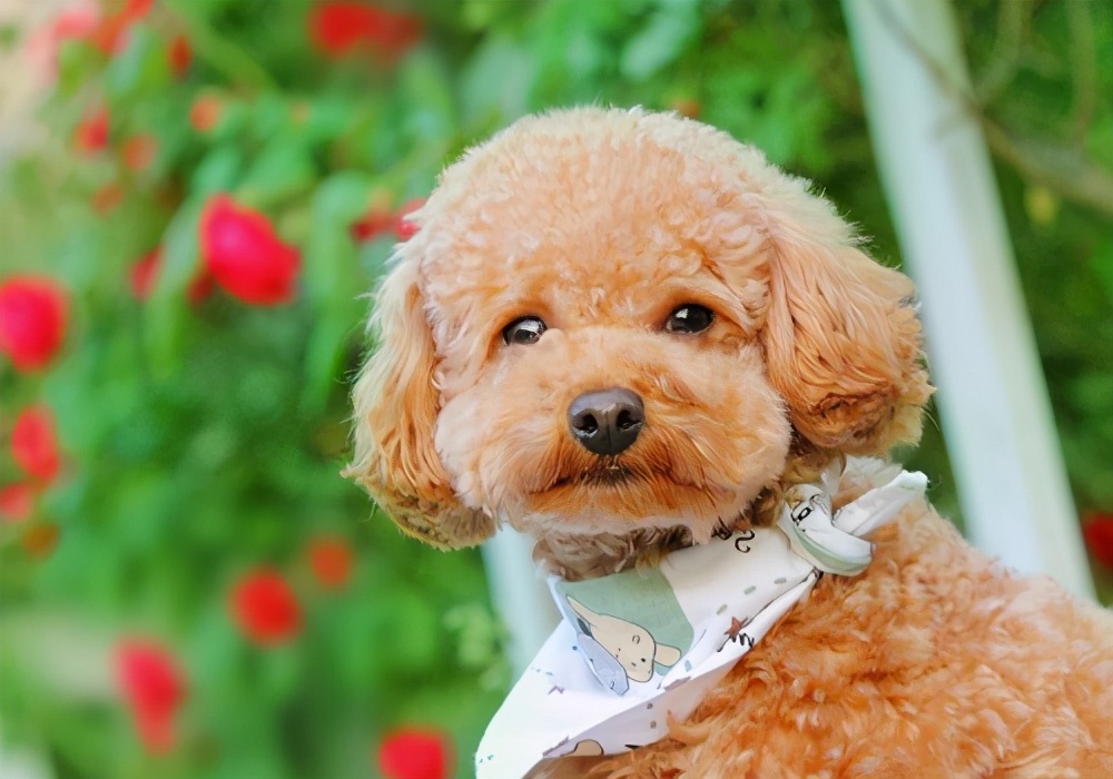 泰迪有哪些不良习惯如何纠正,泰迪的4大忌讳