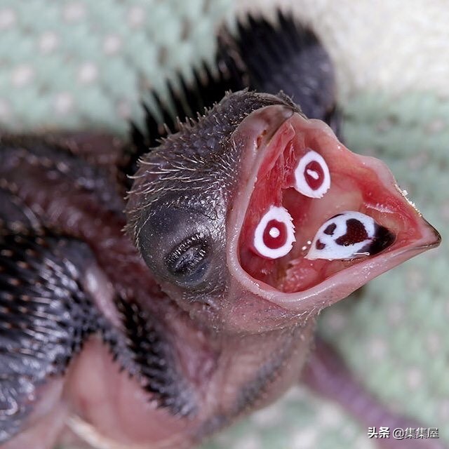 来自动物世界的22个有趣事实,动物世界中有什么有趣的现象