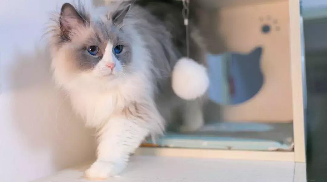 宠物市场买狗注意事项,寄养宠物注意事项