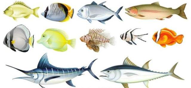 此味只应天上有，哪知全从长江来—长江三鲜