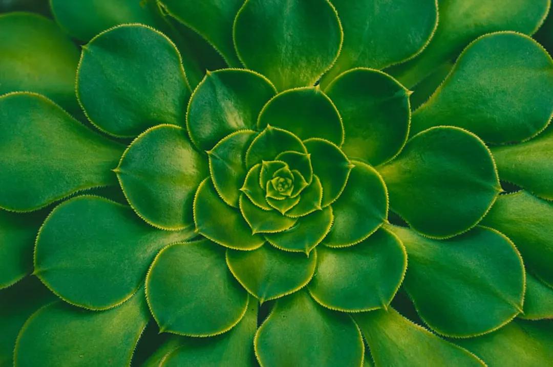 有妹撩妹，无妹防虫，鸟儿的橘味香水这么神奇呢？