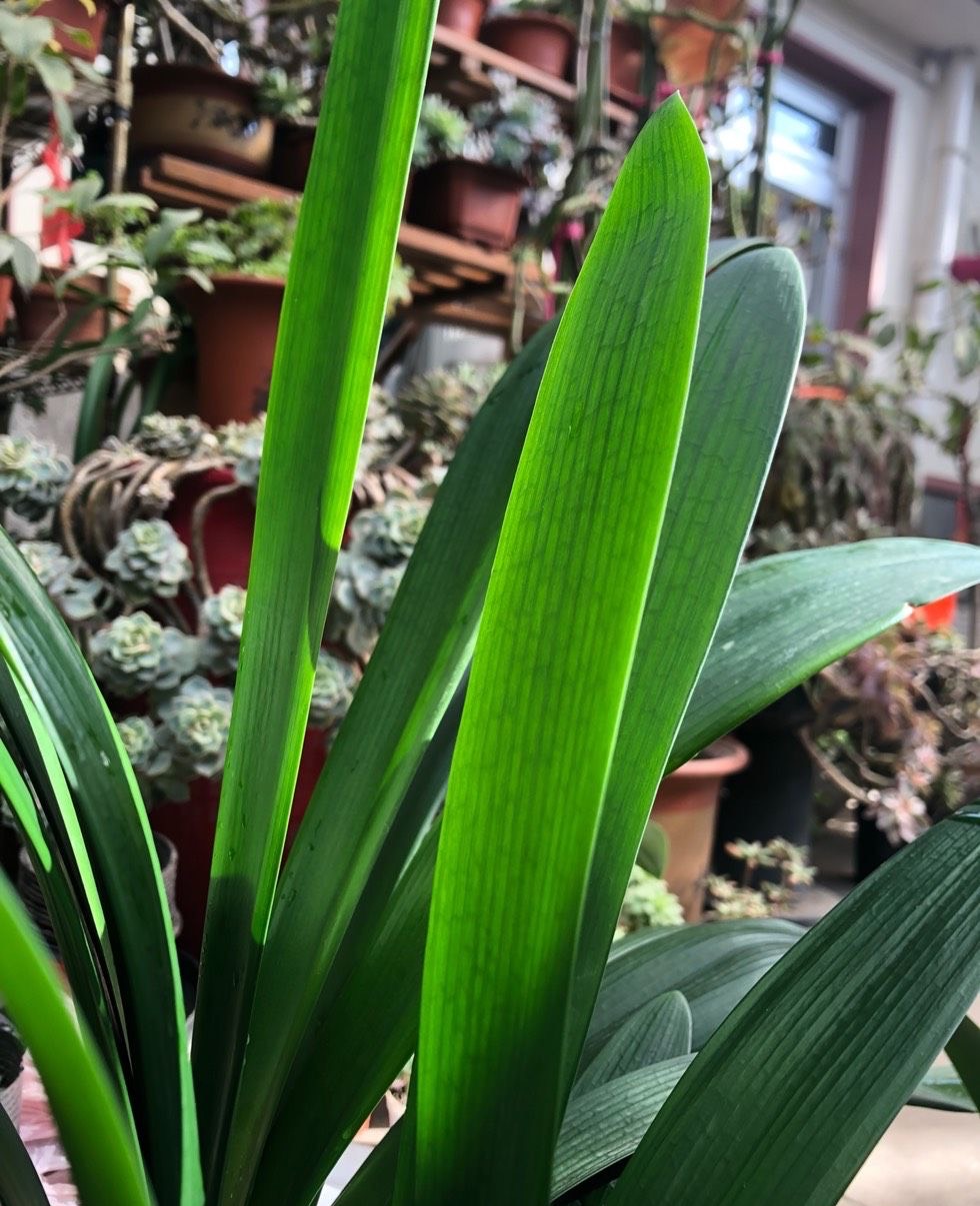 夏季养护好君子兰的八个注意事项,养君子兰注意4点度夏方法