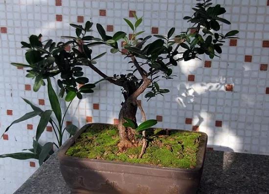 盆栽桔子的品种视频,柑橘的盆栽