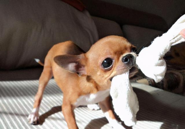 小型犬都容易得皮肤病吗,小型犬都有基因缺陷