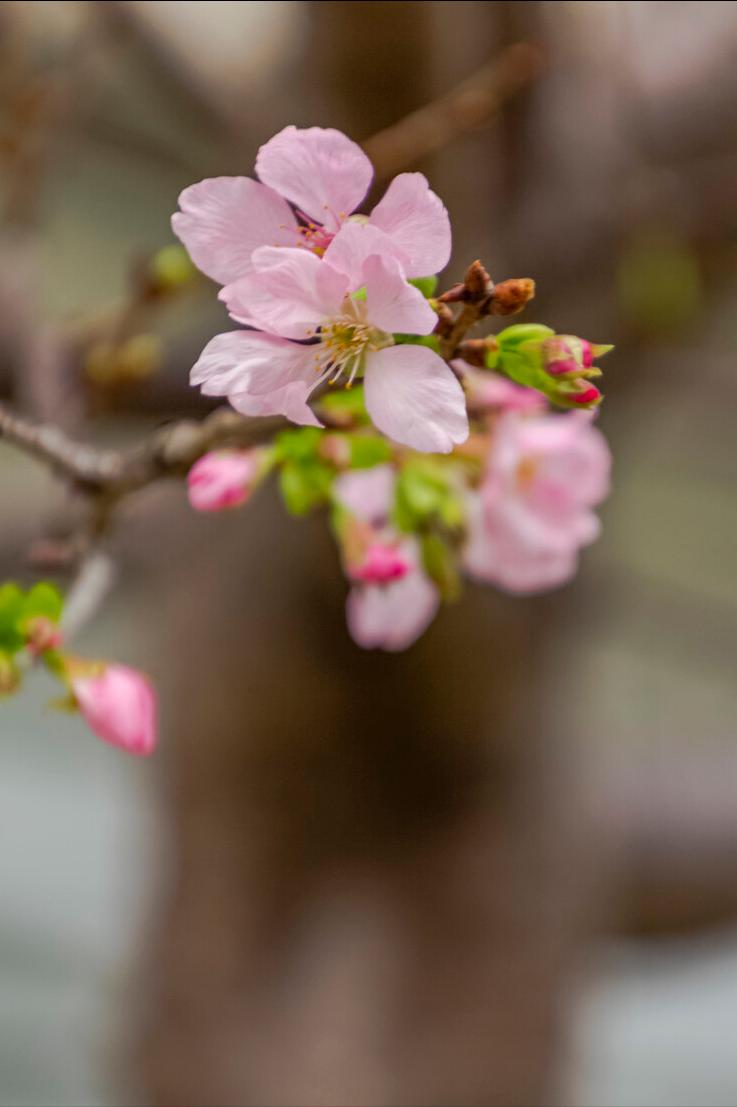 又到了一年一度赏樱花的季节,又是一年樱花开快来沉浸式赏樱
