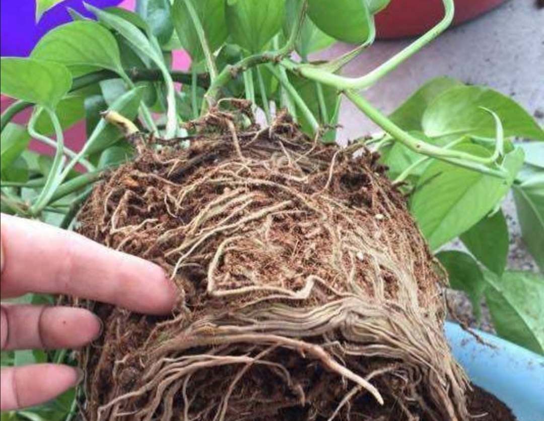 绿萝秋天怎么养护和浇水视频,秋天绿萝怎么养才能更旺盛