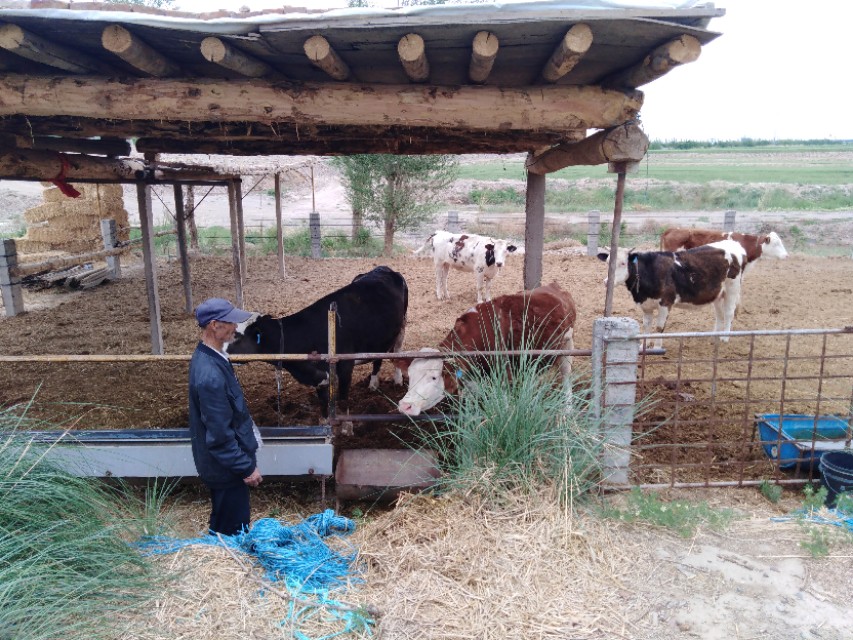 养牛的风险前景以及利润,怎样养牛风险小利润高
