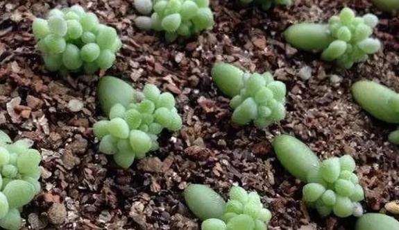 新玉缀多肉怎么扦插,玉缀叶插几天可以生根