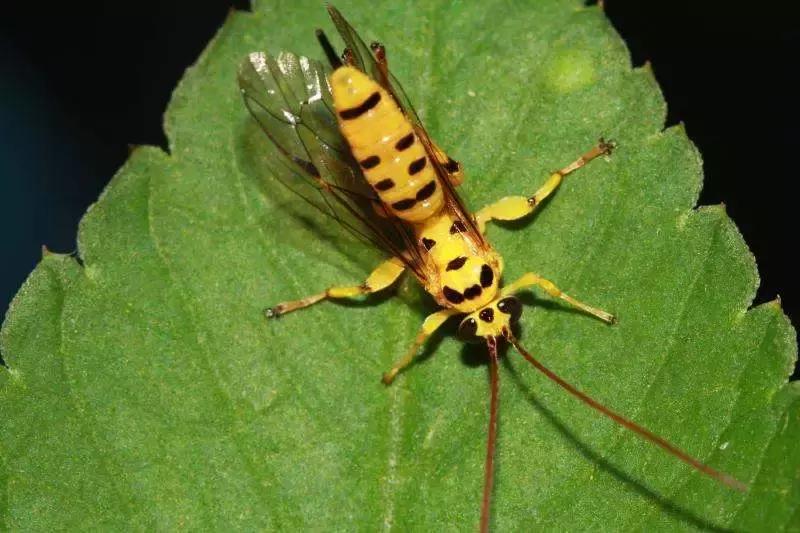 柑橘粉蚧虫图解,柑橘食蝇虫图片