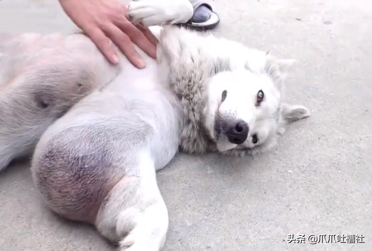 流浪狗身体长了瘤,流浪狗得肿瘤被主人遗弃