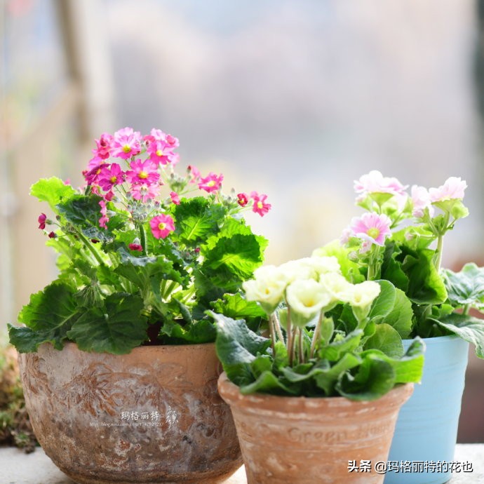 过年买点花,过年了买点什么花草