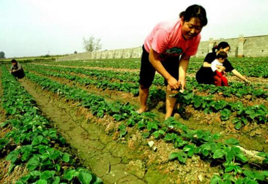 种植草莓浆果上有一层*粉白**病的发生过程及防治方案