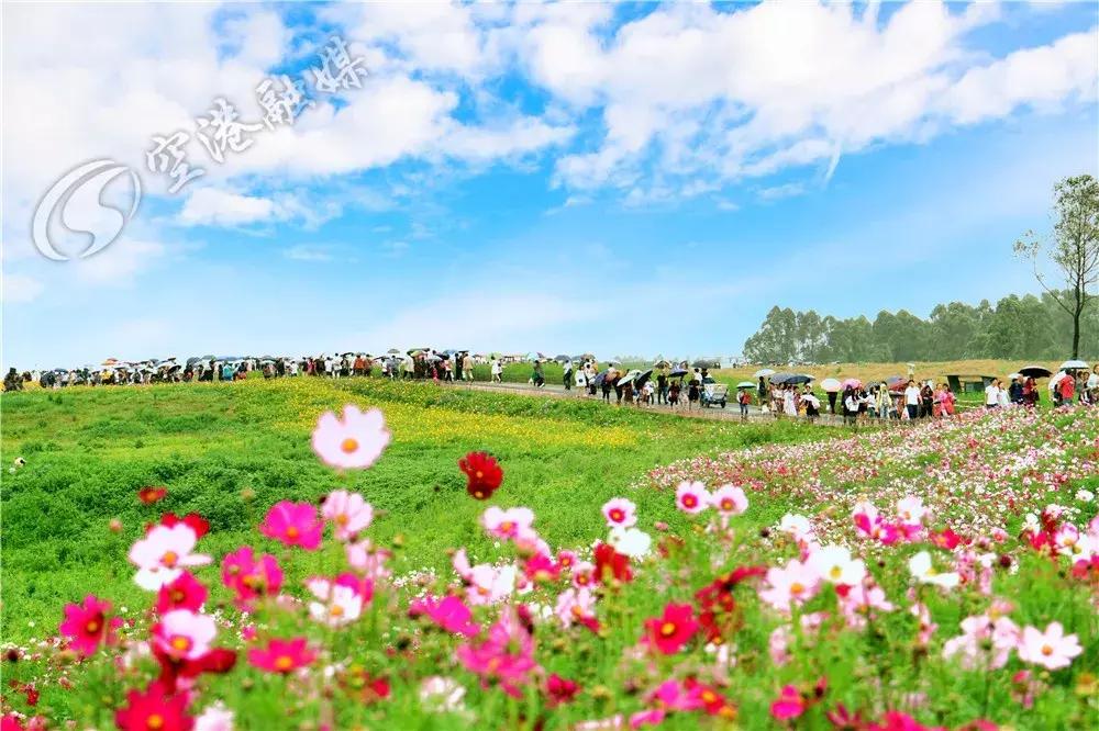 双流哪里可以赏花看飞机,双流附近赏花攻略路线