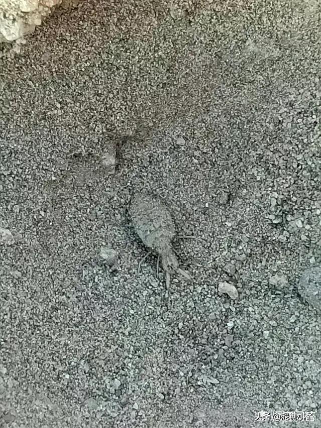 农村常见六种虫子,农村最常见的五种危险虫子