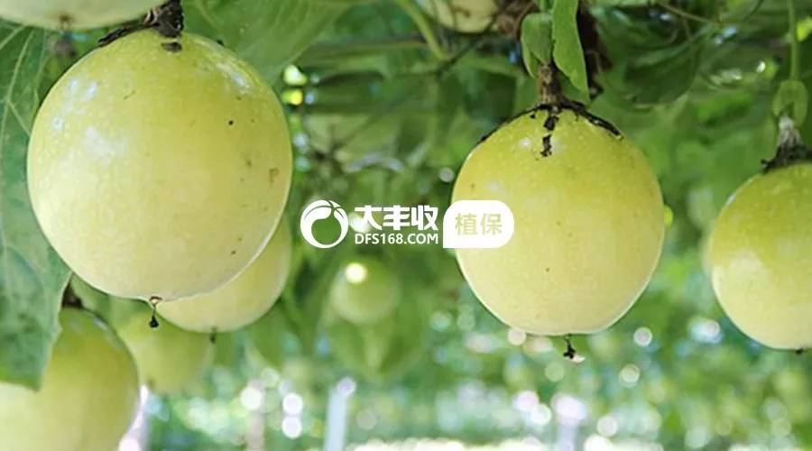 百香果烂根专用药,百香果树烂根抢救方法