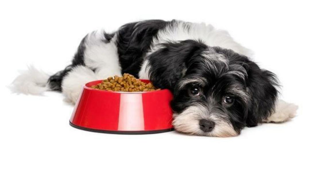 狗狗老是呕吐拉稀怎么办吃什么药,狗狗肠胃炎拉稀怎么回事