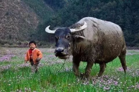 故乡让我很惶恐,故乡显得难以融入难以割舍