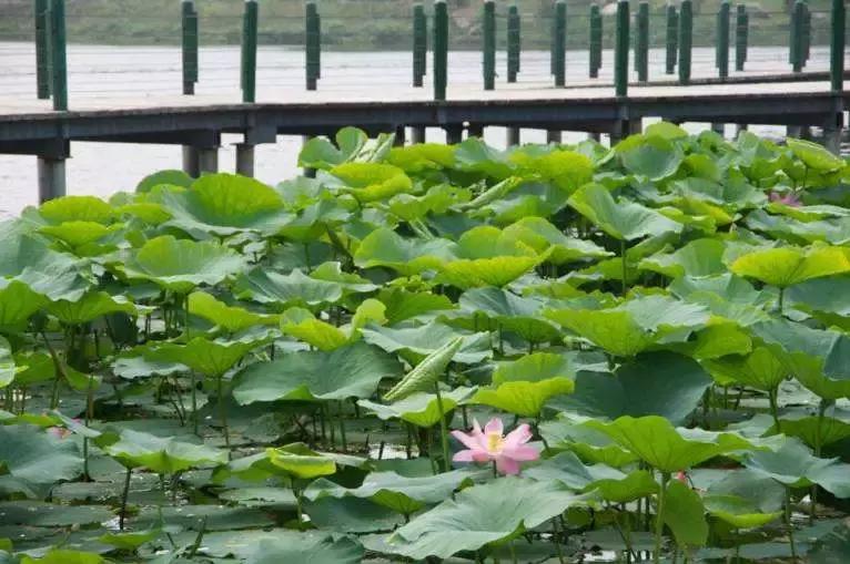 全国十大最佳赏荷好去处,沈阳赏荷花攻略