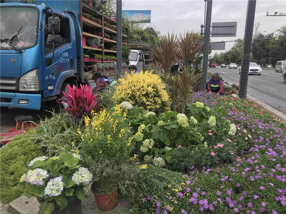 双流周边踏青赏花,踏春赏花成都这些地方值得去看看