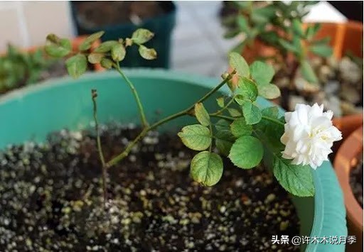 养好月季6大诀窍，附带配土、浇水、施肥详细教程。助你花开满园