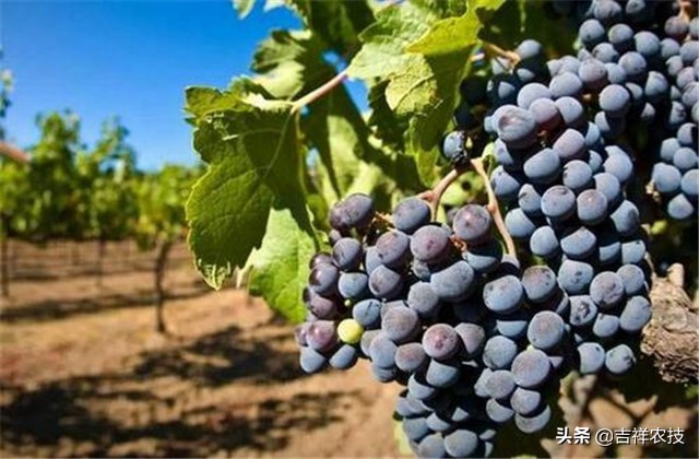 巨峰葡萄种植技术和管理,巨峰葡萄栽培技术全过程