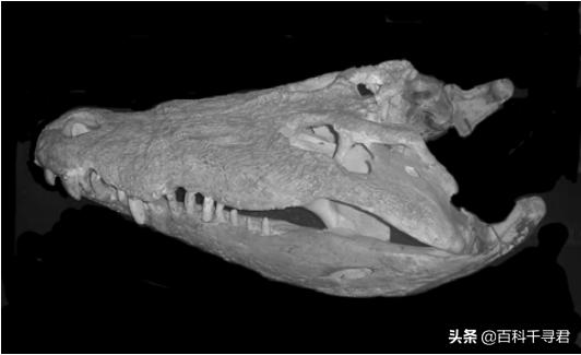 湾鳄洛龙的体型,洛龙是体型最大的鳄鱼吗