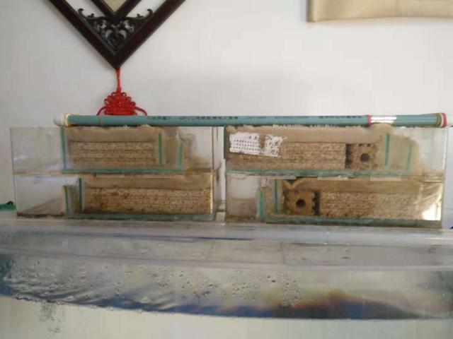 观赏鱼过度喂养会出现什么问题,养观赏鱼一定要用硝化细菌吗