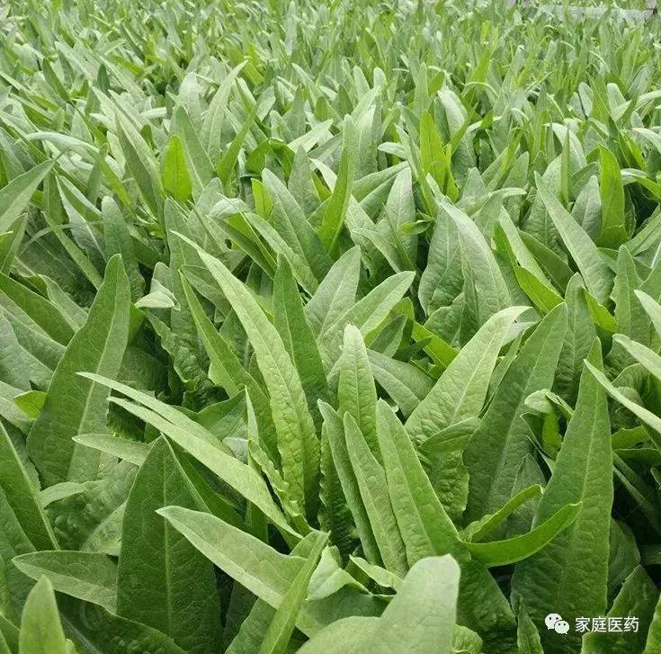 转基因蔬菜有哪些品种,迷你甘蓝是转基因食品吗