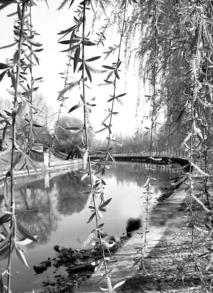 杨花柳絮惹人恼如何治理,杨花柳絮如何防治