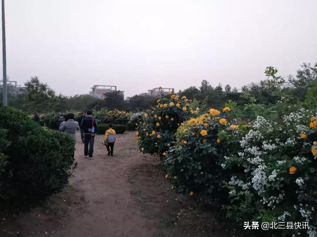 燕郊公园改造全过程,燕郊公园改造近况