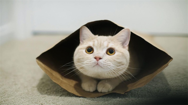 一个小方法，治好猫咪的抑郁症