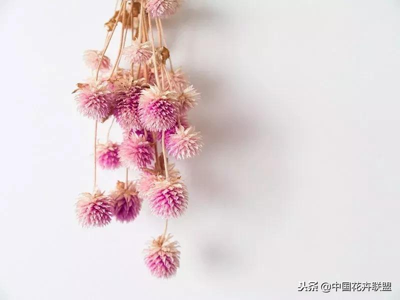 100种鲜花的花语樱花,100种不同花的花语