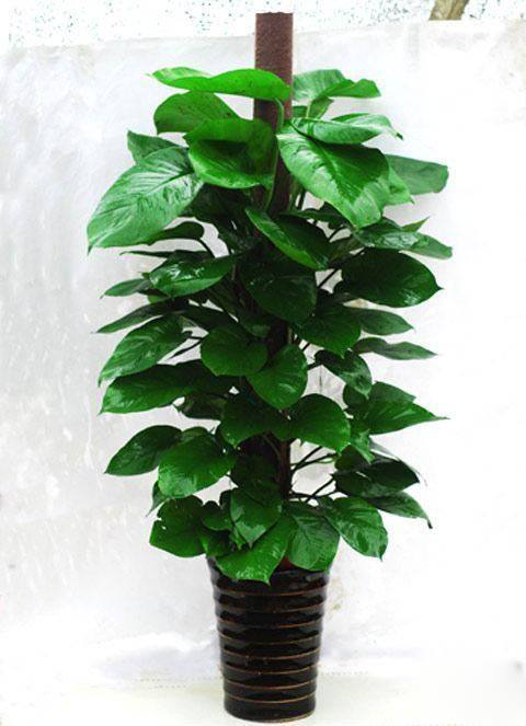 和绿萝一样好养的大型绿植,绿植绿萝怎么养才能更旺盛