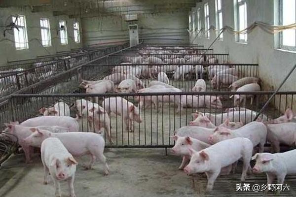 猪催肥最快的偏方,猪催肥剂的最简单快速催肥方法